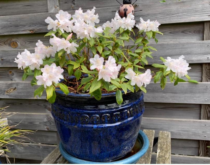 pot de fleurs,  bleu, fournis avec azalée blanche, Jardin & Terrasse, Enlèvement, Comme neuf, Terracotta, Balcon