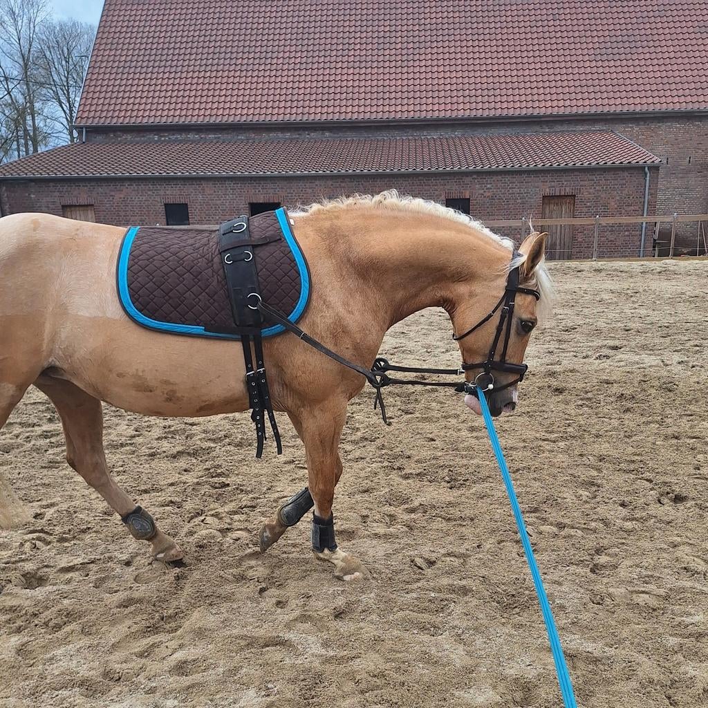 GEZOCHT: ruiter voor zadelmak maken, Merrie, Minder dan 160 cm, Zadelmak, Gechipt