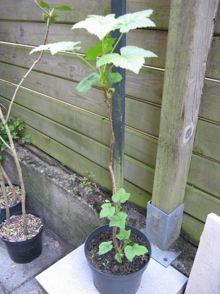 Cassissier (ribes nigrum), Tuin en Terras, Planten | Fruitbomen, Overige soorten, 100 tot 250 cm, Halfschaduw, Lente, In pot, Ophalen