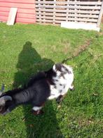 Dekbokje te koop, Dieren en Toebehoren, Schapen, Geiten en Varkens