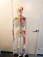 Anatomisch skelet met spieraanduidingen, Ophalen