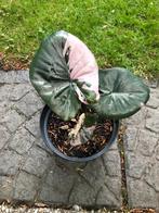 Alocasia serendipity pink variegata, Tuin en Terras, Ophalen