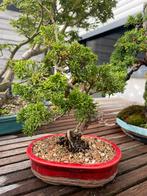 Shohin bonsai, Tuin en Terras, Ophalen