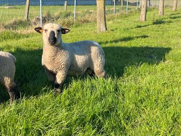 Top Hampshire Down ramlam met stamboek beschikbaar voor biedingen