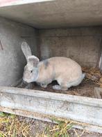 Duitse Reus, Dieren en Toebehoren, Konijnen, Mannelijk