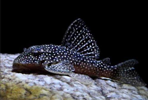L136 pleco promoprijzen, Dieren en Toebehoren, Vissen | Aquariumvissen