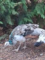 Zwartvleugel pauw Haan, Dieren en Toebehoren