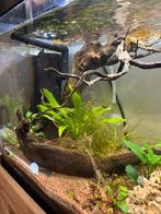 3 aquaria, plant + wortel + steen + accessoires, Dieren en Toebehoren, Ophalen, Gebruikt, Leeg aquarium