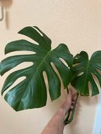 Bouture Monstera Deliciosa, Huis en Inrichting, Kamerplanten, Ophalen, Overige soorten, Halfschaduw, Minder dan 100 cm