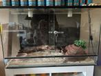 Terrariums + slangen benodigheden, Dieren en Toebehoren, Ophalen, Gebruikt
