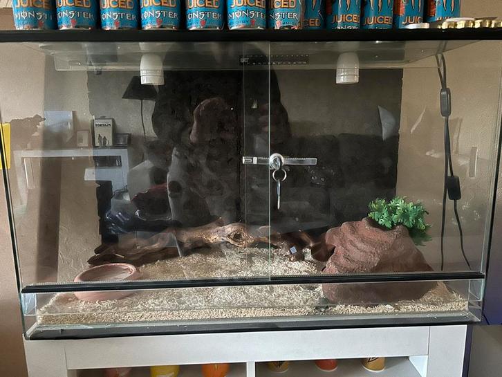 Terrariums + slangen accessoires, Dieren en Toebehoren, Reptielen en Amfibieën | Toebehoren, Gebruikt, Ophalen