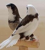 jonge koppels japanse meeuwtjes, Dieren en Toebehoren, Vogels | Overige Vogels, Meerdere dieren, Tropenvogel, Geringd