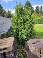 planten en bomen, Tuin en Terras, Ophalen, Taxus, Struik, 100 tot 250 cm