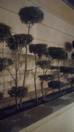 kan in spar ,taxus ,olijf ,, Tuin en Terras, Planten | Bomen, Ophalen of Verzenden, 100 tot 250 cm