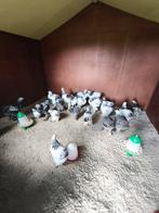 Brahma hanen wit/zwart Colombia, Dieren en Toebehoren, Pluimvee