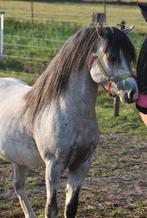 Bloedbloedje mooie , superlieve, brave 3 jarige Welsh A, Dieren en Toebehoren, Gechipt, Niet van toepassing, Hengst, 3 tot 6 jaar