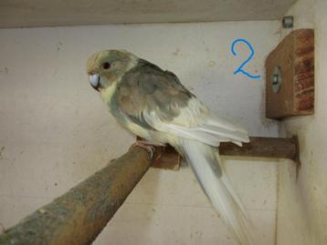 kakariki, Mâle, Perruche