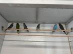Antraciet Blackface - melanistics, Dieren en Toebehoren, Vogels | Parkieten en Papegaaien, Meerdere dieren, Parkiet, Geringd