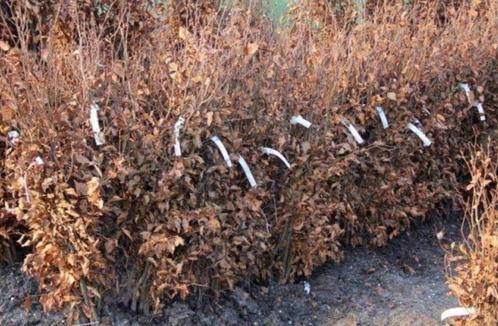 Groene beuk (fagus sylvatica), Jardin & Terrasse, Plantes | Arbustes & Haies, Enlèvement