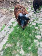 3 ouessant schaapjes te koop, Animaux & Accessoires, Moutons, Chèvres & Cochons, Mouton