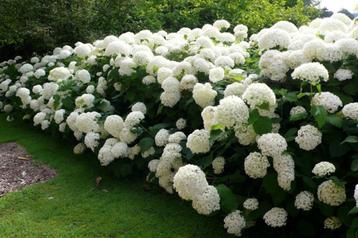 Hydrangea Annabelle beschikbaar voor biedingen