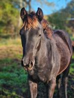 DRINGEND merrieveulen zoekt huisje, Cheval de dressage, 0 à 2 ans, Jument, Vermifugé