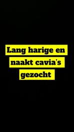 Cavias gezocht lang harigen en naakt cavias, Dieren en Toebehoren, Knaagdieren, Cavia