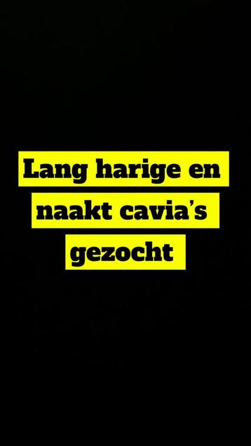 Cavias gezocht lang harigen en naakt cavias  beschikbaar voor biedingen