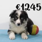 Border Collie (Blue Merle) Belgische pups te koop, Dieren en Toebehoren, Honden | Herdershonden en Veedrijvers, België, CDV (hondenziekte)