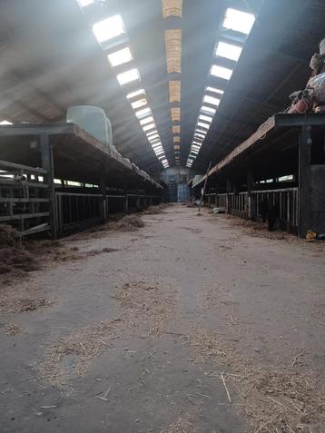 Stalling met weiden geschikt voor paarden in het Waasland beschikbaar voor biedingen