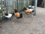 2 vorwerk hanen, Dieren en Toebehoren, Mannelijk, Kip