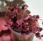 Oxalis crazy plum, Ophalen of Verzenden
