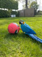 Ara tekoop. Handtam, Dieren en Toebehoren, Vogels | Parkieten en Papegaaien, Mannelijk, Pratend