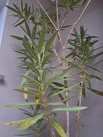 Grote Oleander roze bloemen met bloempot, Tuin en Terras, Vaste plant, Volledige schaduw, Zomer, Ophalen