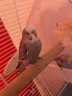Couples de perruches ondulées avec grand cage, Animaux & Accessoires, Enlèvement