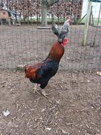 Araucana haan, Mâle, Poule ou poulet