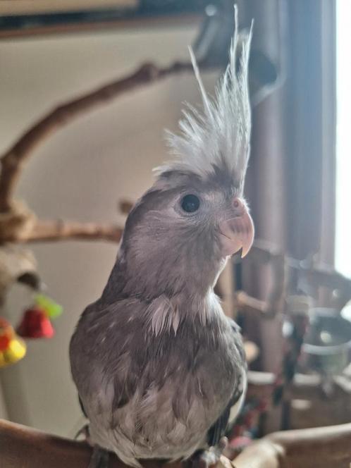 Super tamme valkparkietjes, Dieren en Toebehoren, Vogels | Parkieten en Papegaaien