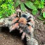 Brachypelma boehmei met ingerichte bak, Dieren en Toebehoren, Spin of Schorpioen