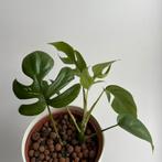 Monstera minima (reverted variegata), Enlèvement