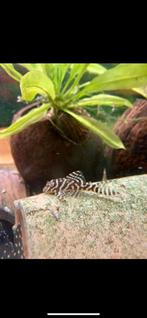 L066 Hypancistrus L 066, Dieren en Toebehoren, Vissen | Aquariumvissen