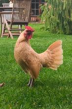 Gratis mooie jonge Sebright haan., Dieren en Toebehoren, Pluimvee