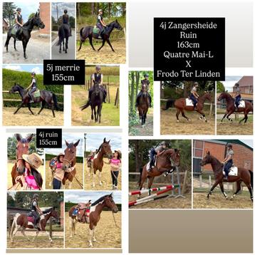 3 leuke paarden te koop beschikbaar voor biedingen