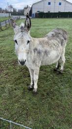 Vrouwlijk, Dieren en Toebehoren, Merrie