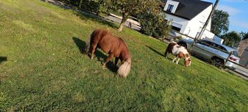 Shetlander hengst  disponible aux enchères