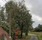 Brandhout, Diversen, Ophalen