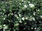 Symphorine blanche, Jardin & Terrasse, Plantes | Jardin