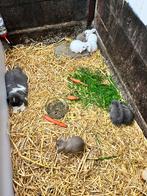Nederlandse hangoor konijntjes, Dieren en Toebehoren, Konijnen, Meerdere dieren, Dwerg, Hangoor, 0 tot 2 jaar