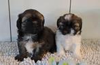 shih-tzu puppy's, Parvovirose, Plusieurs, Belgique, Plusieurs animaux