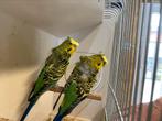 Hagoromo grasparkieten mannen, Dieren en Toebehoren, Vogels | Parkieten en Papegaaien