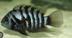 Zebracichliden nigrofasciatum, Animaux & Accessoires, Poissons | Poissons d'aquarium
